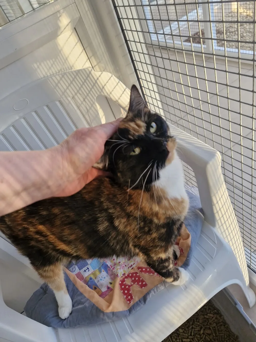 Clearwood Boarding Cattery - Bath and North East Somerset pet otel