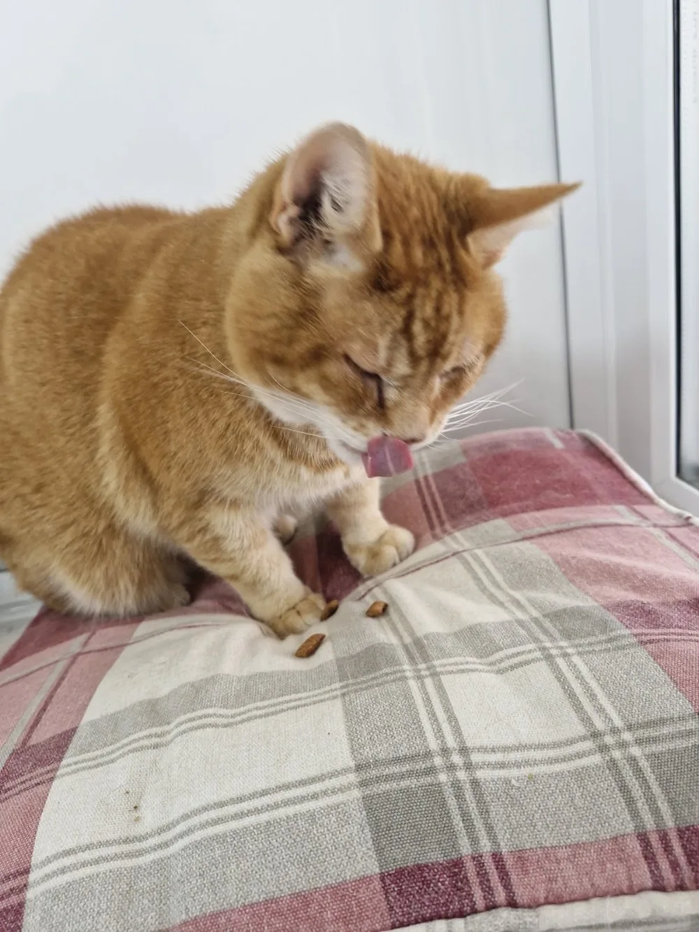 Clearwood Boarding Cattery - Bath and North East Somerset pet otel görseli 3