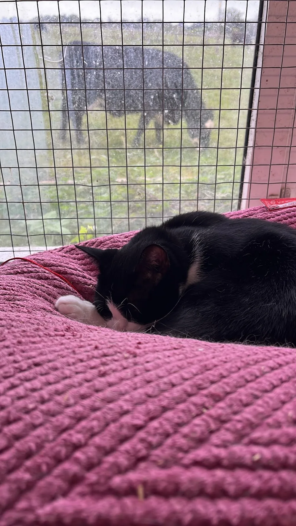 Cleeve Cats - Bath and North East Somerset pet otel