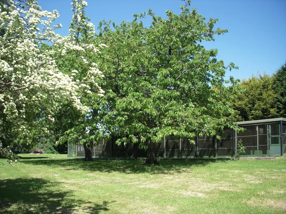Cleracres Cattery Ltd - Bath and North East Somerset pet otel görseli 3