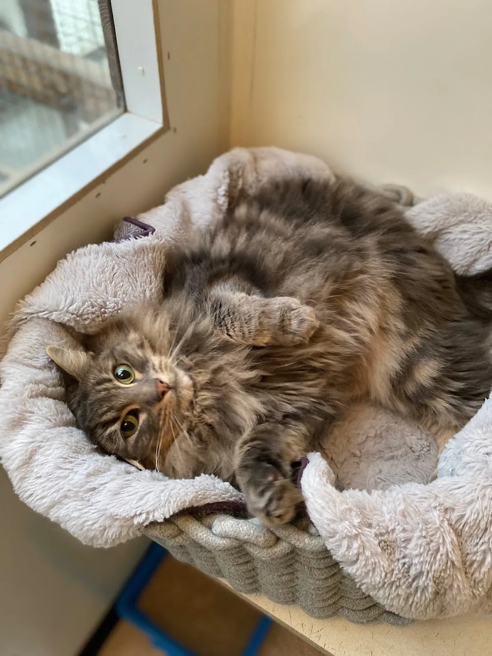 Countryside Cattery - Bath and North East Somerset pet otel