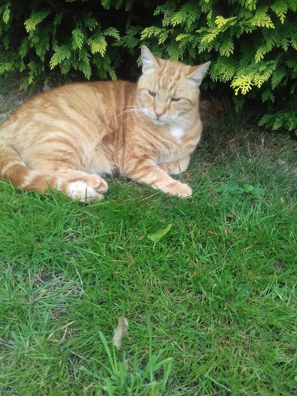 Countryside Cattery - Bath and North East Somerset pet otel görseli 3