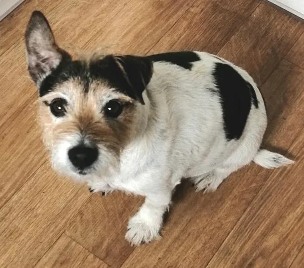 DOG BOARDING WITH OTHELLO - Bath and North East Somerset pet otel görseli 4