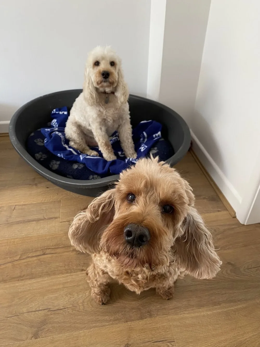 E S Pet Care - Bath and North East Somerset pet otel
