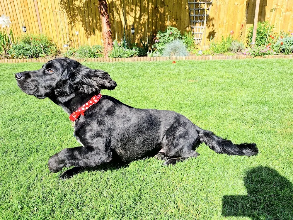 Great Bounds Dog Hotel - Bath and North East Somerset pet otel görseli 2