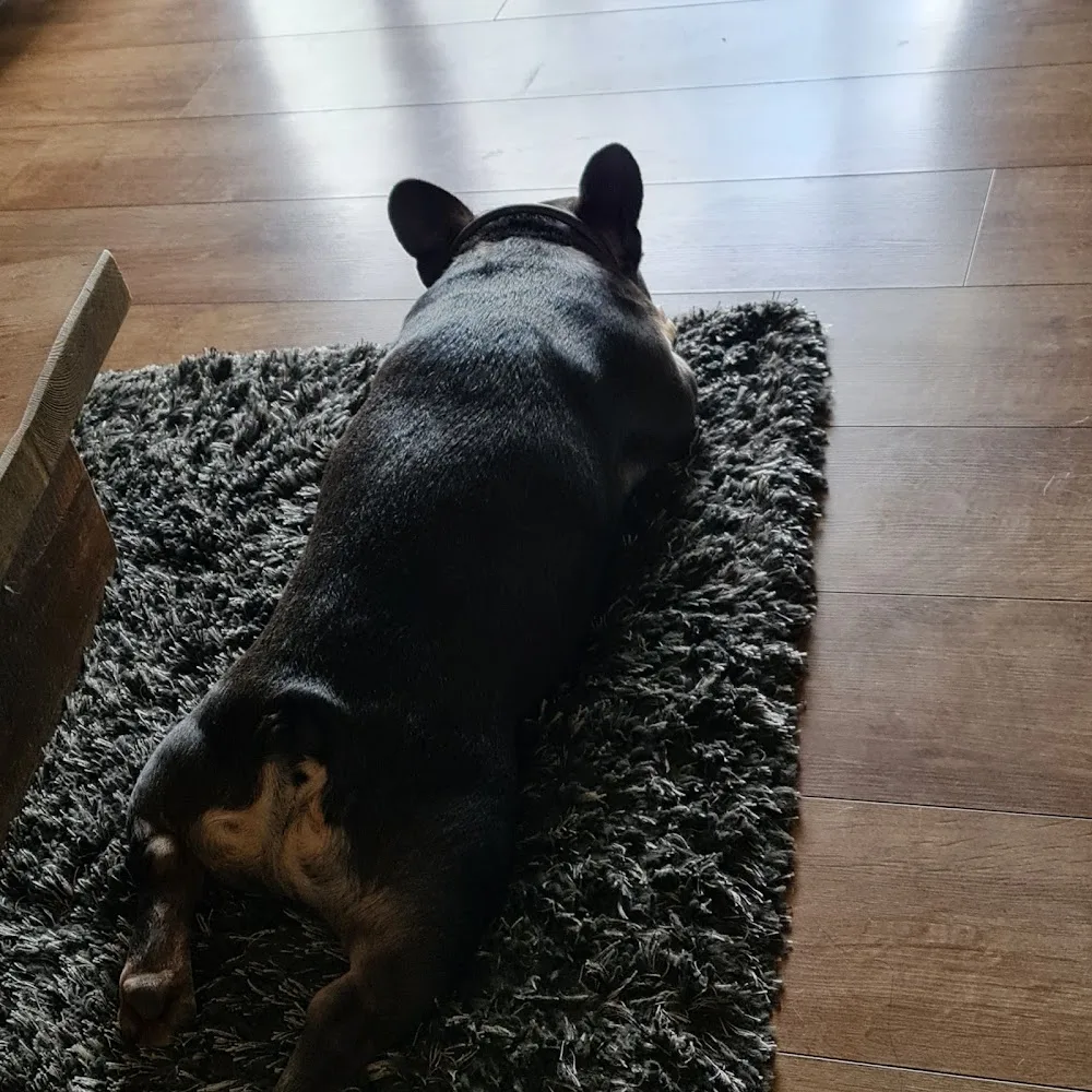 Great Bounds Dog Hotel - Bath and North East Somerset pet otel görseli 3