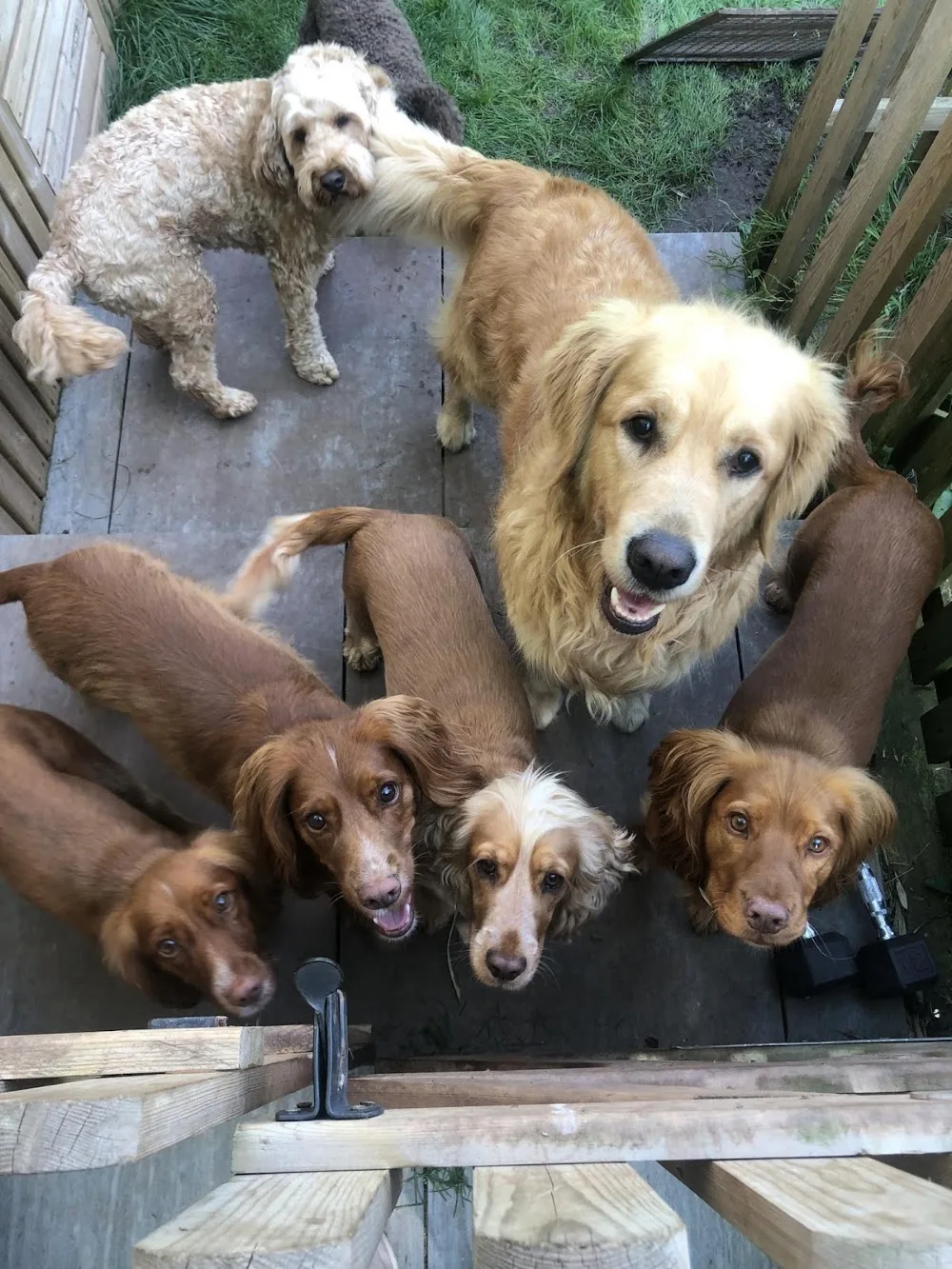 Happy Home Dog Boarding Bristol - Bath and North East Somerset pet otel