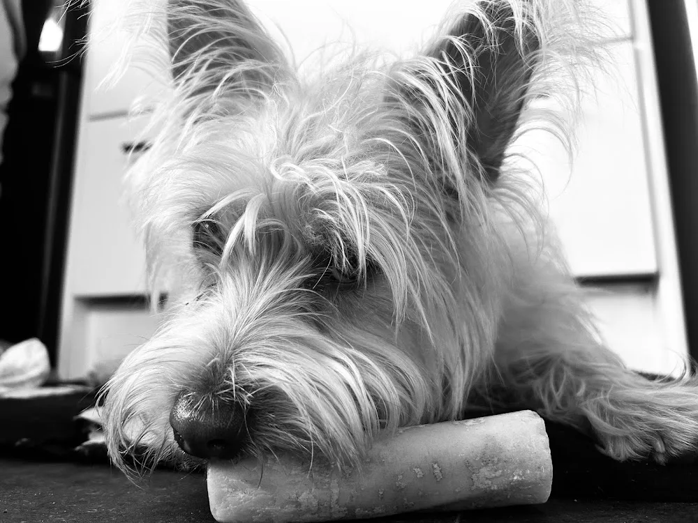 Happy Pets Home Boarding - Bath and North East Somerset pet otel