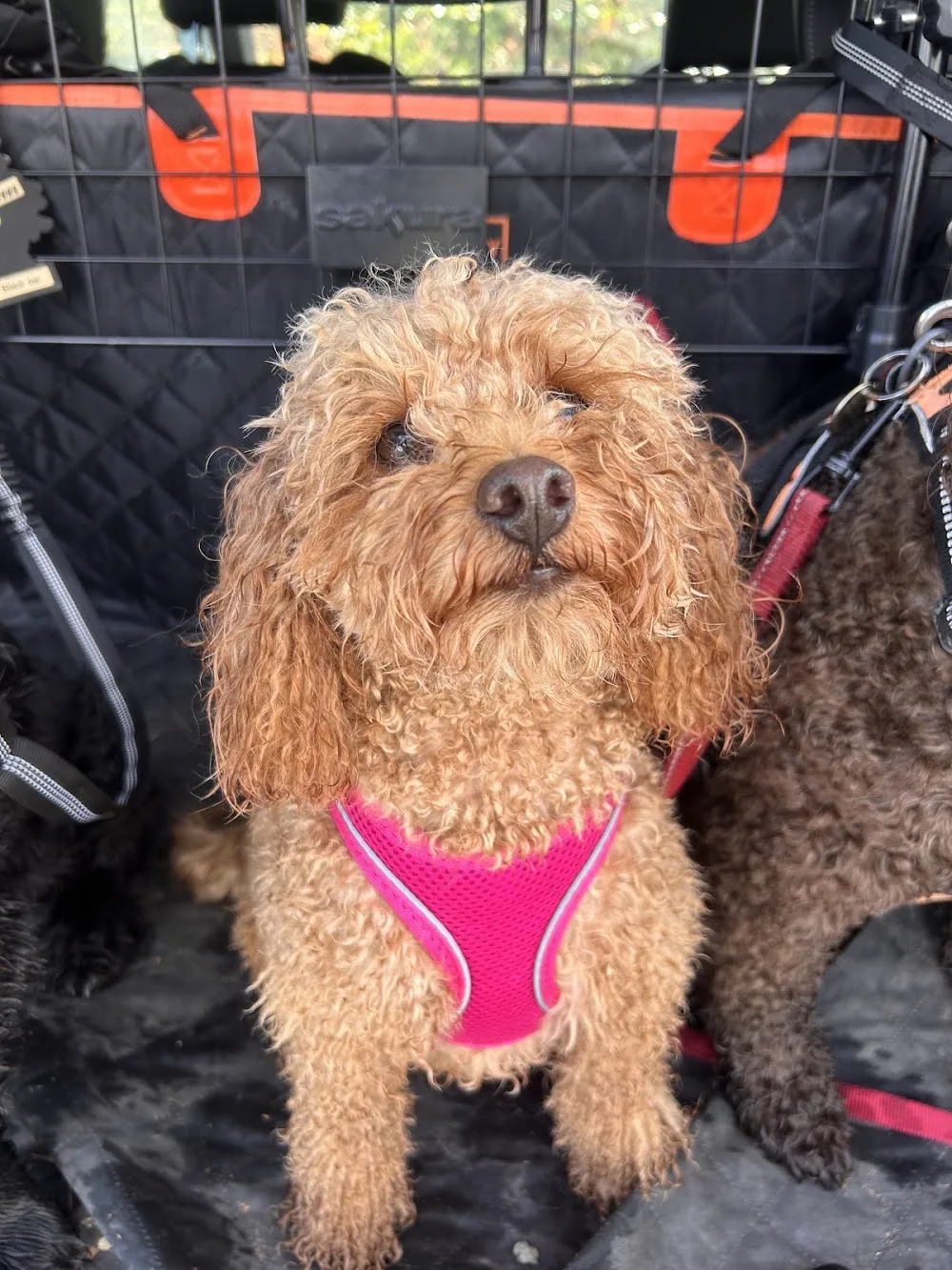 Happy Pets Home Boarding - Bath and North East Somerset pet otel görseli 3