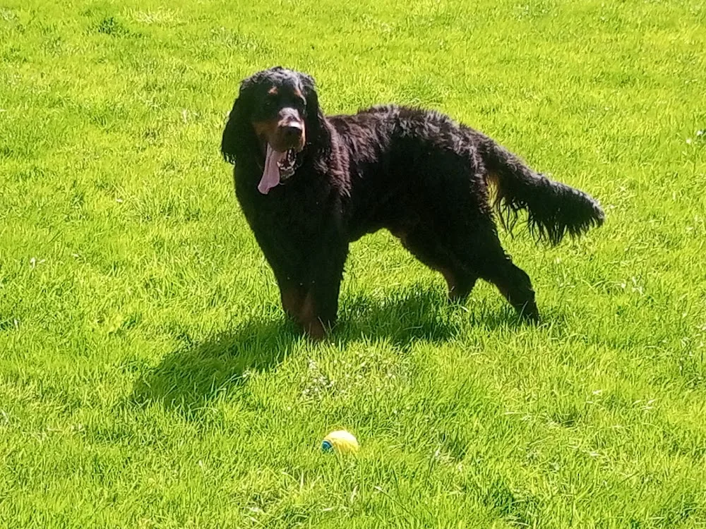 Hyver Boarding Kennels - Bath and North East Somerset pet otel