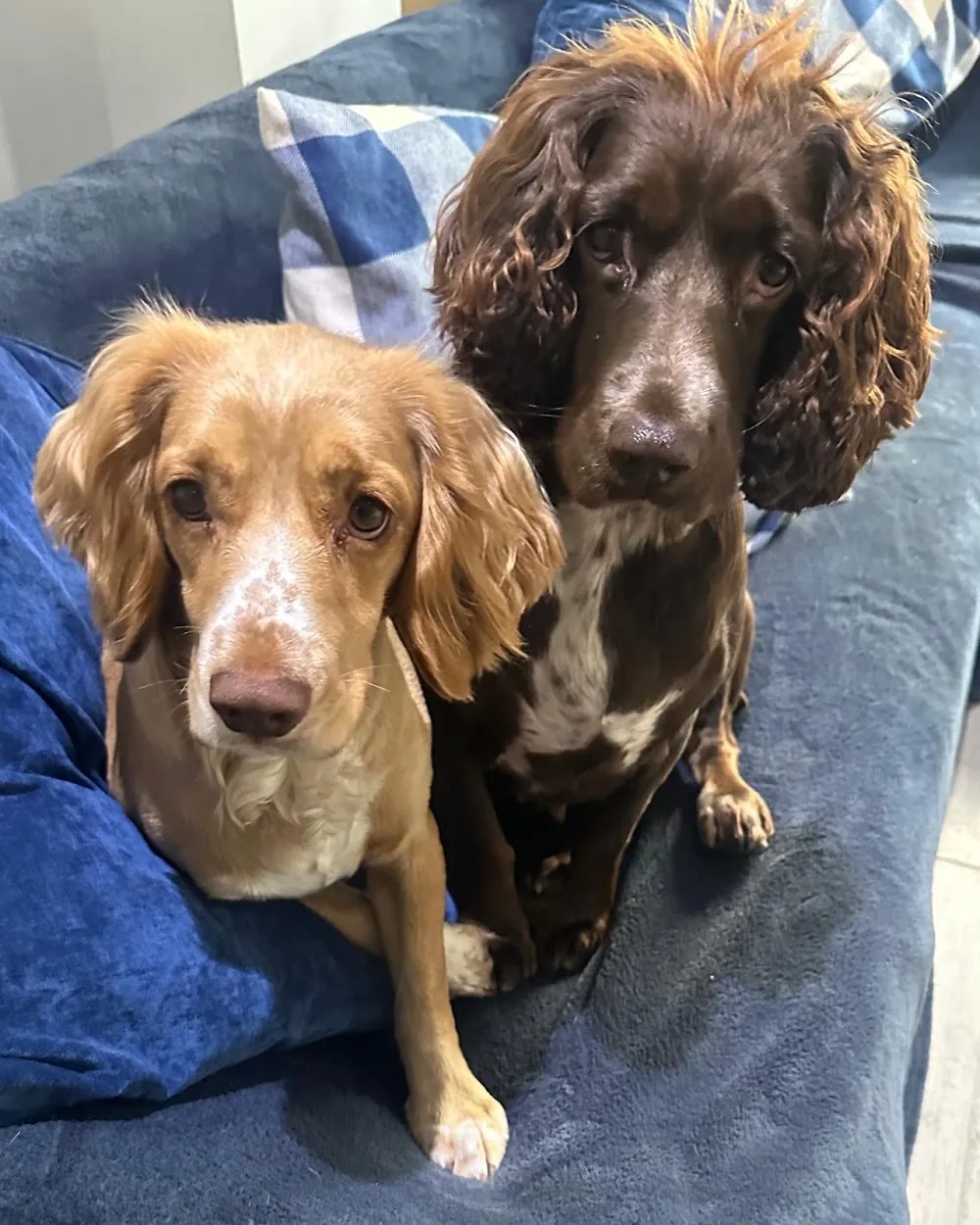 Joy Paws Dog Hotel - Bath and North East Somerset pet otel görseli 3