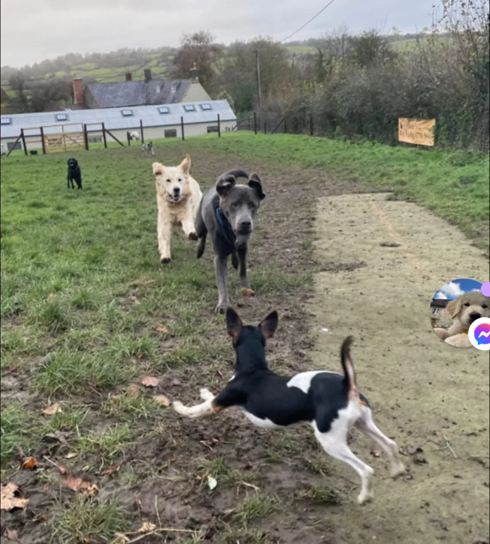 Malthouse Dog Boarding - Bath and North East Somerset pet otel
