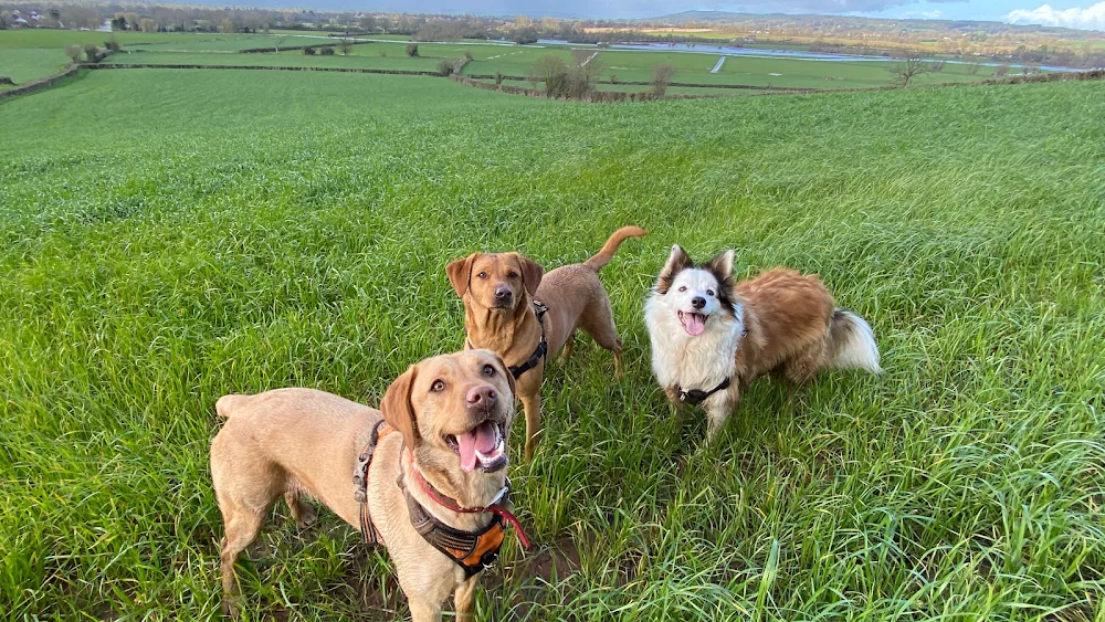 Milos Dog Hotel - Bath and North East Somerset pet otel