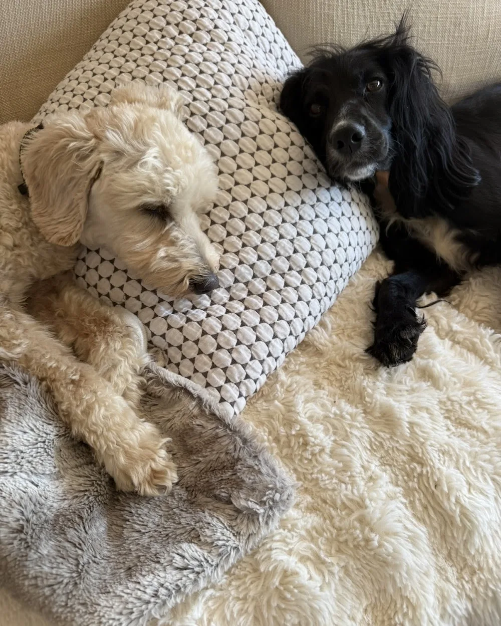 Milos Dog Hotel - Bath and North East Somerset pet otel görseli 3