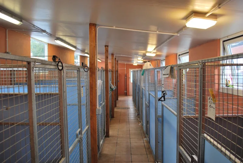 Overhill Kennels & Exports - Bath and North East Somerset pet otel