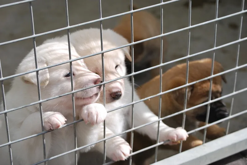 Overhill Kennels & Exports - Bath and North East Somerset pet otel görseli 4