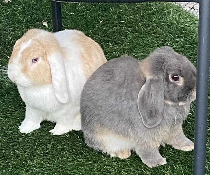 Pet Friends Small Animal Boarding - Bath and North East Somerset pet otel görseli 3