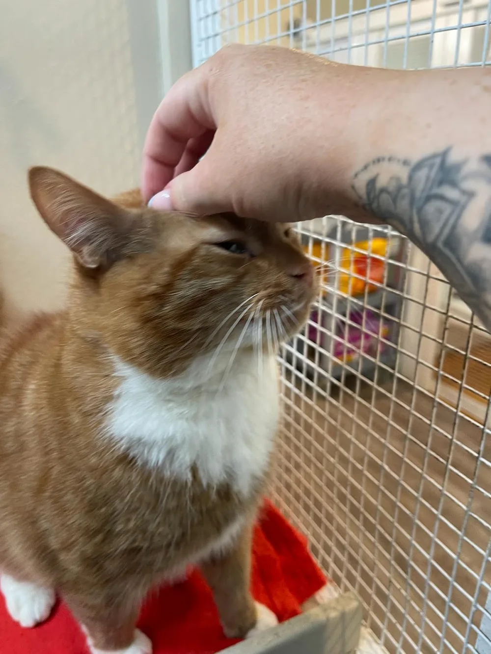 Queen Charlton Cattery - Bath and North East Somerset pet otel görseli 3