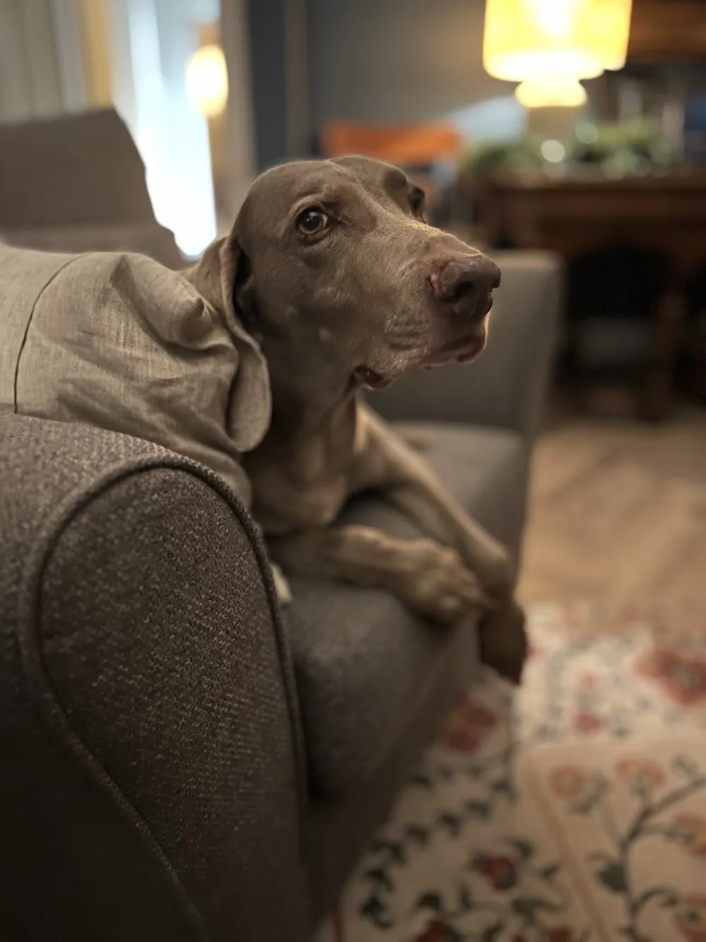 Scally Waggers dog care services - Bath and North East Somerset pet otel