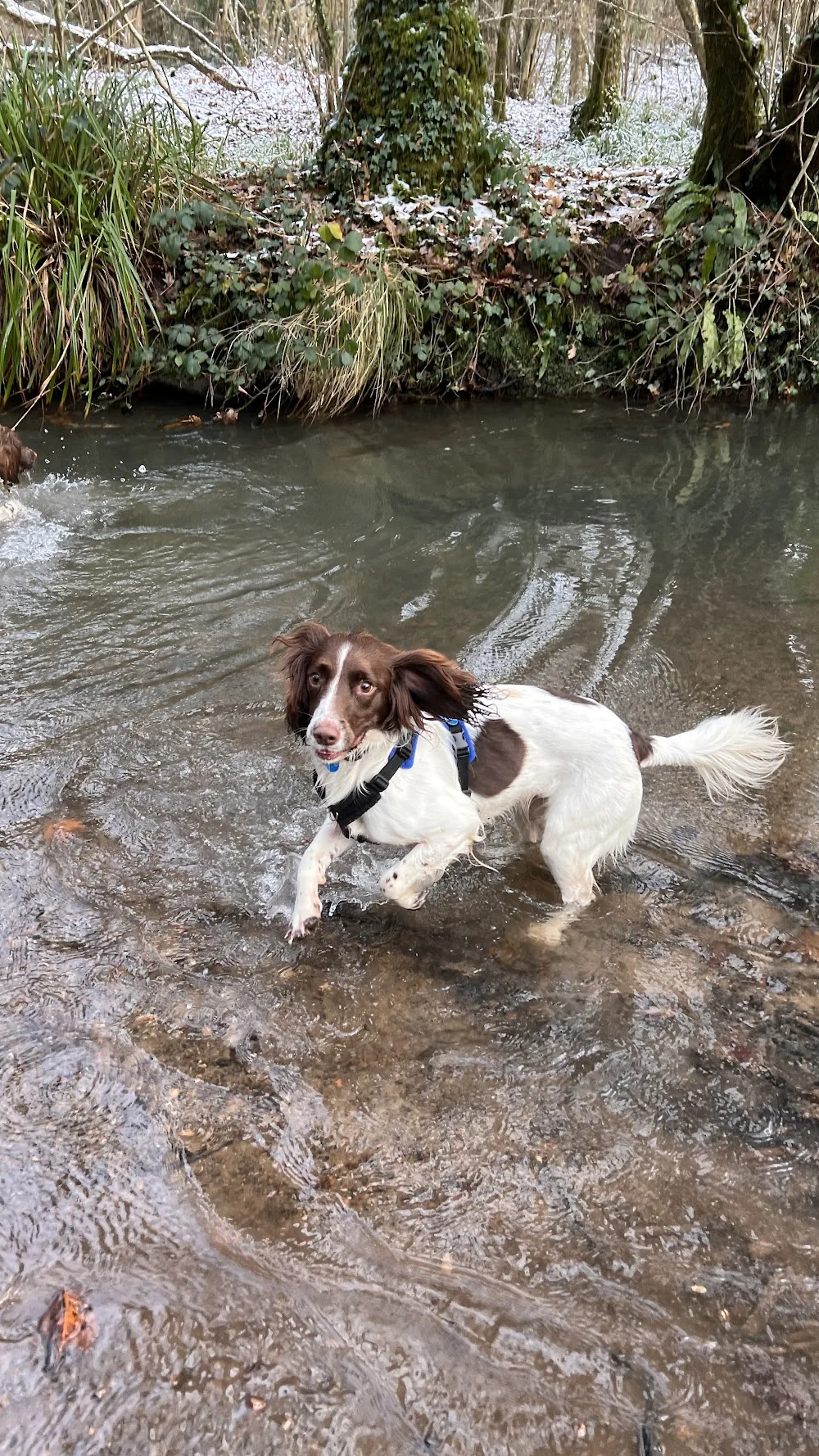 Scally Waggers dog care services - Bath and North East Somerset pet otel görseli 3