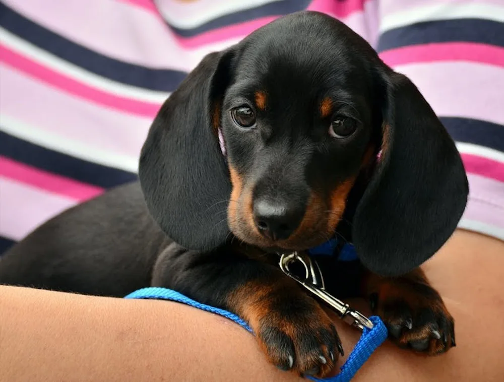 The Lovemore Hotel For Dogs - Bath and North East Somerset pet otel