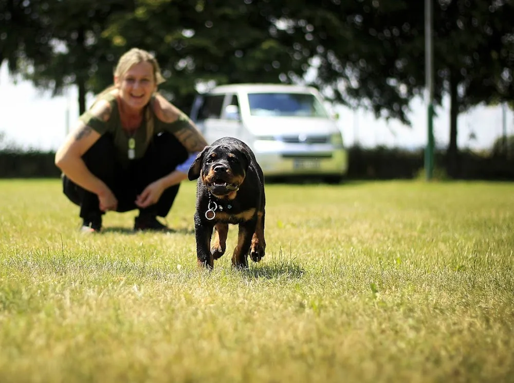 The Lovemore Hotel For Dogs - Bath and North East Somerset pet otel görseli 3