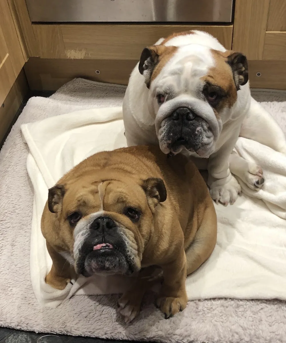 The Woofchester Hotel - Bath and North East Somerset pet otel görseli 3