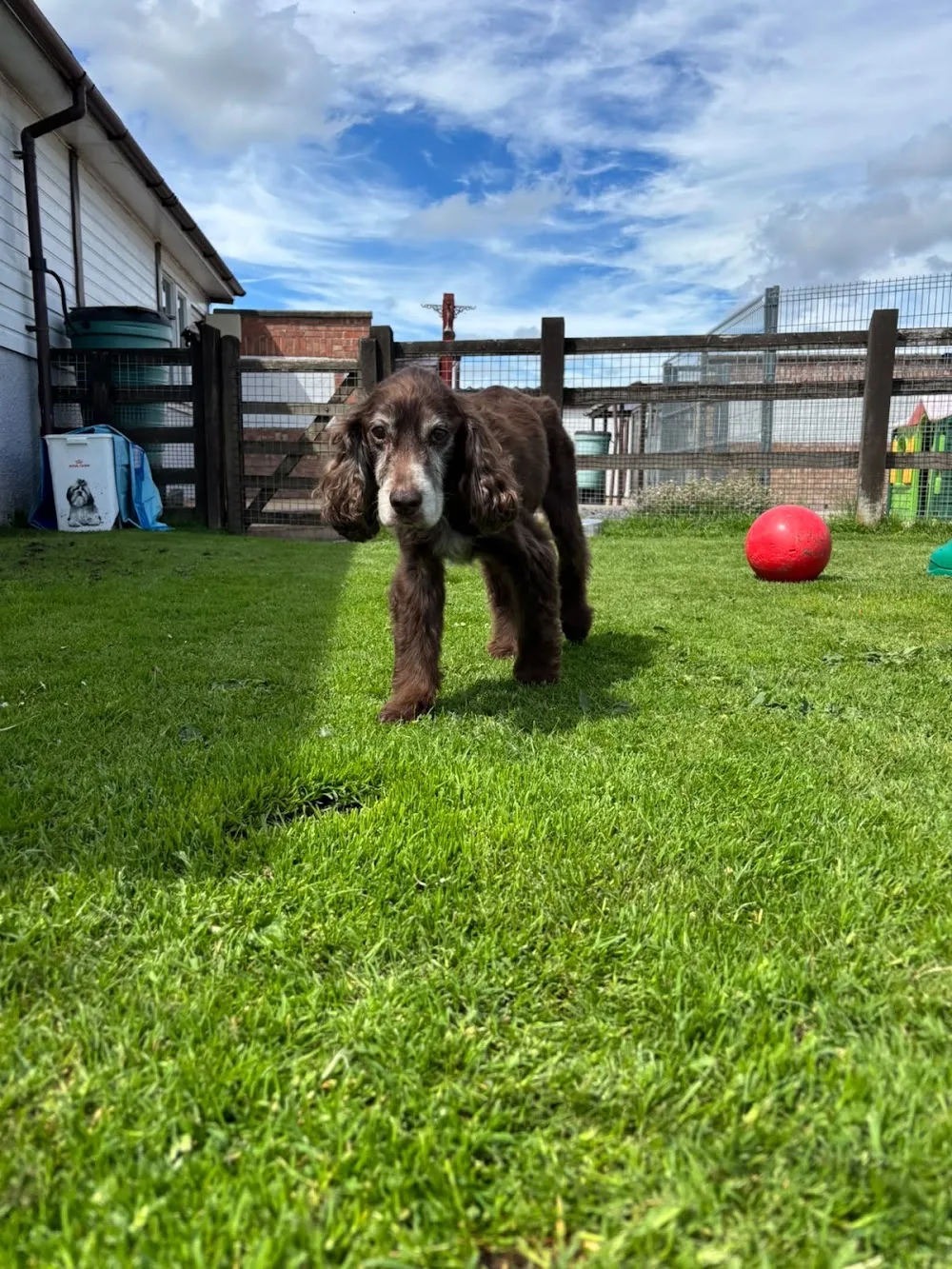 Whitehouse Kennels & Cattery - Bath and North East Somerset pet otel görseli 2