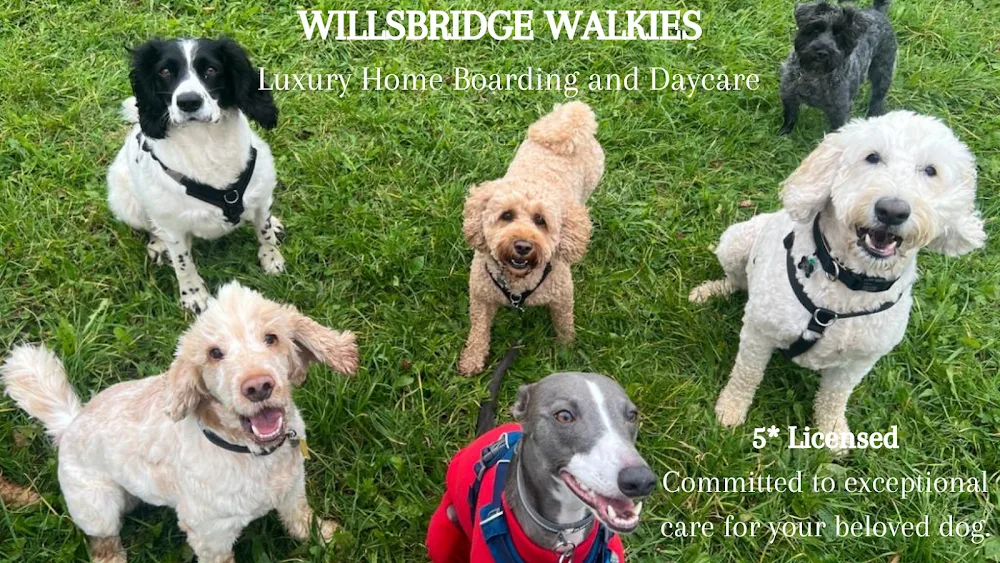Willsbridge Walkies - Luxury Home Dog Boarding and Daycare - Bath and North East Somerset pet otel görseli 2