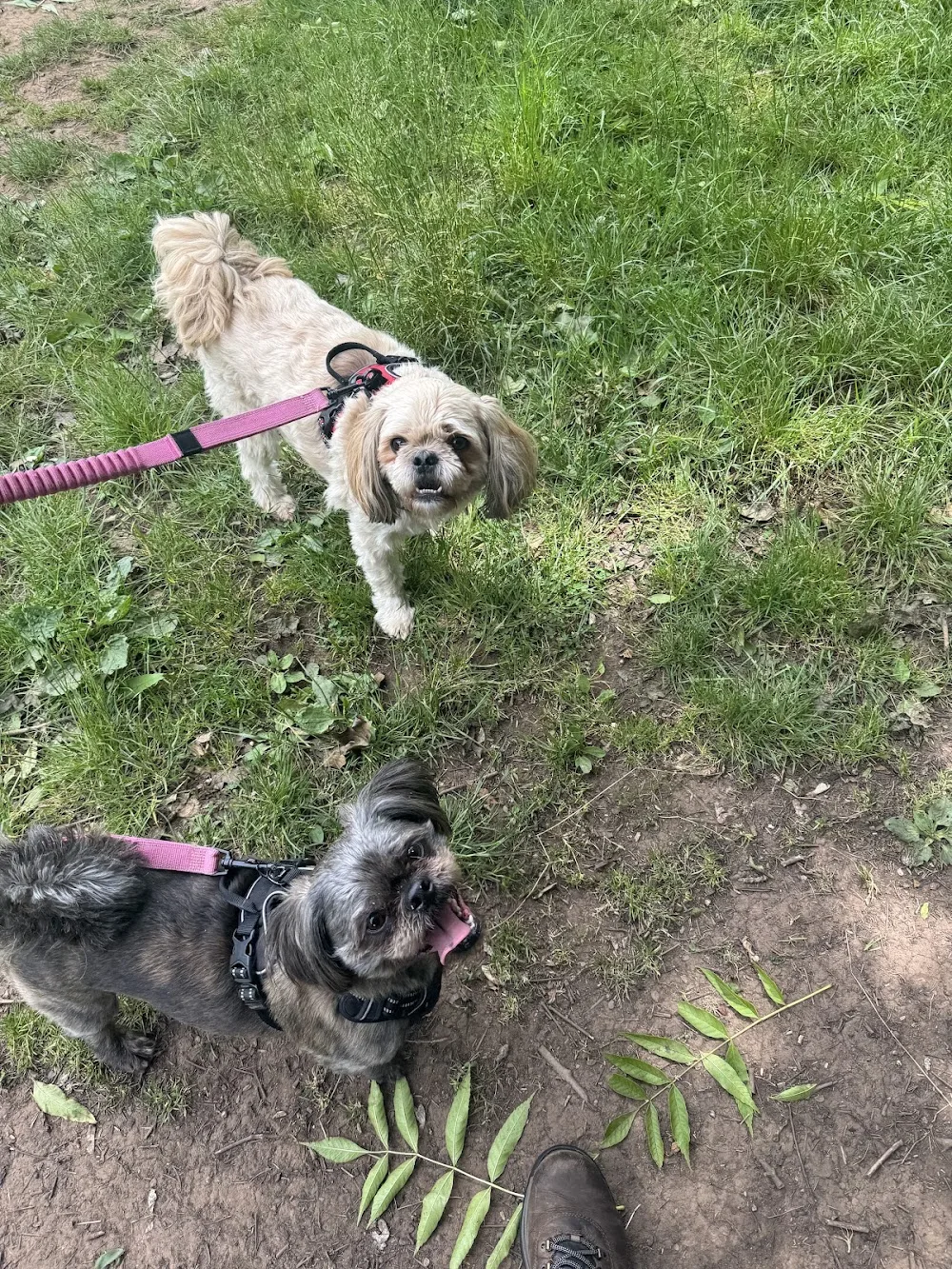 Willsbridge Walkies - Luxury Home Dog Boarding and Daycare - Bath and North East Somerset pet otel görseli 3