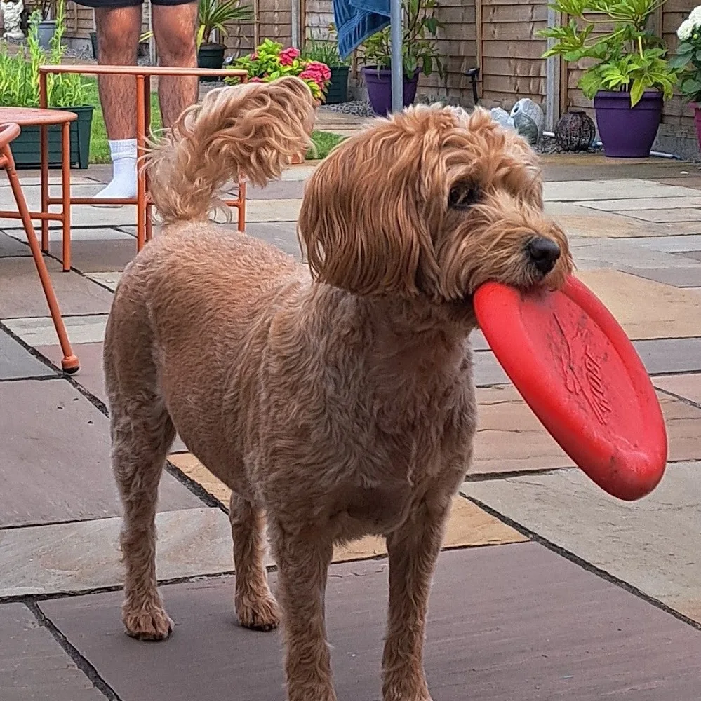 Willsbridge Walkies - Luxury Home Dog Boarding and Daycare - Bath and North East Somerset pet otel görseli 5