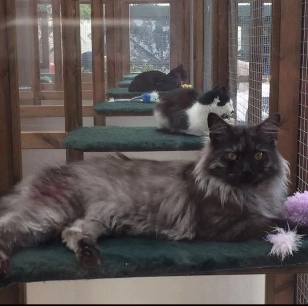 Woodborough cattery - Bath and North East Somerset pet otel görseli 2