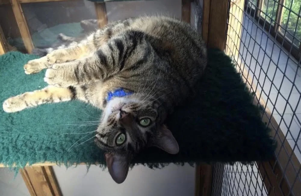 Woodborough cattery - Bath and North East Somerset pet otel görseli 3