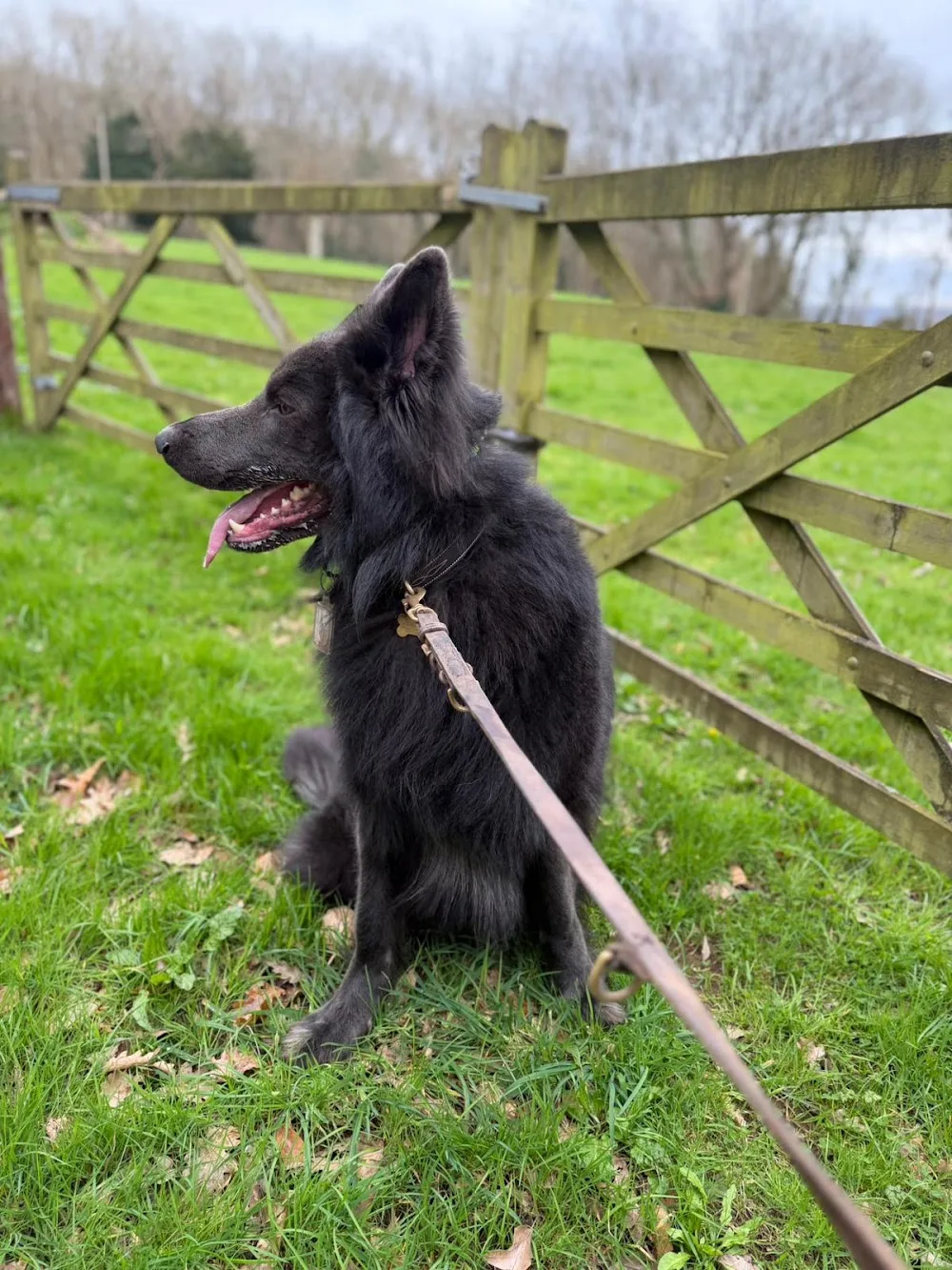Wynhol Farm Kennels and Cattery - Bath and North East Somerset pet otel