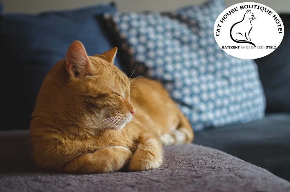 Batıkent Ankara Kedi Oteli - Ankara pet otel
