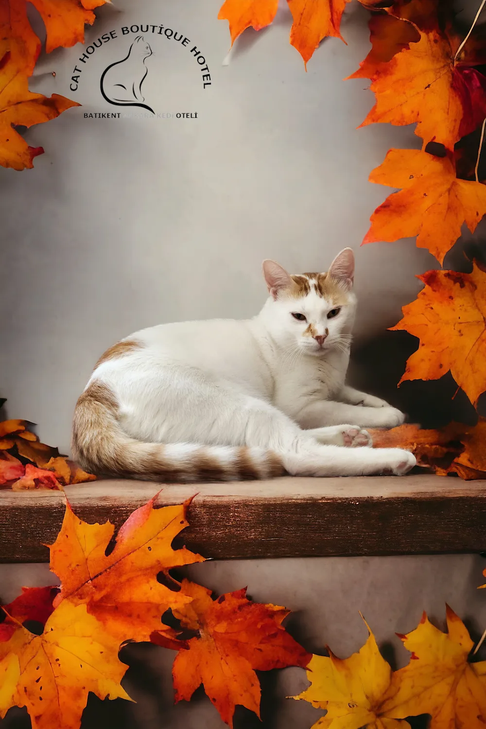 Batıkent Ankara Kedi Oteli - Ankara pet otel görseli 3