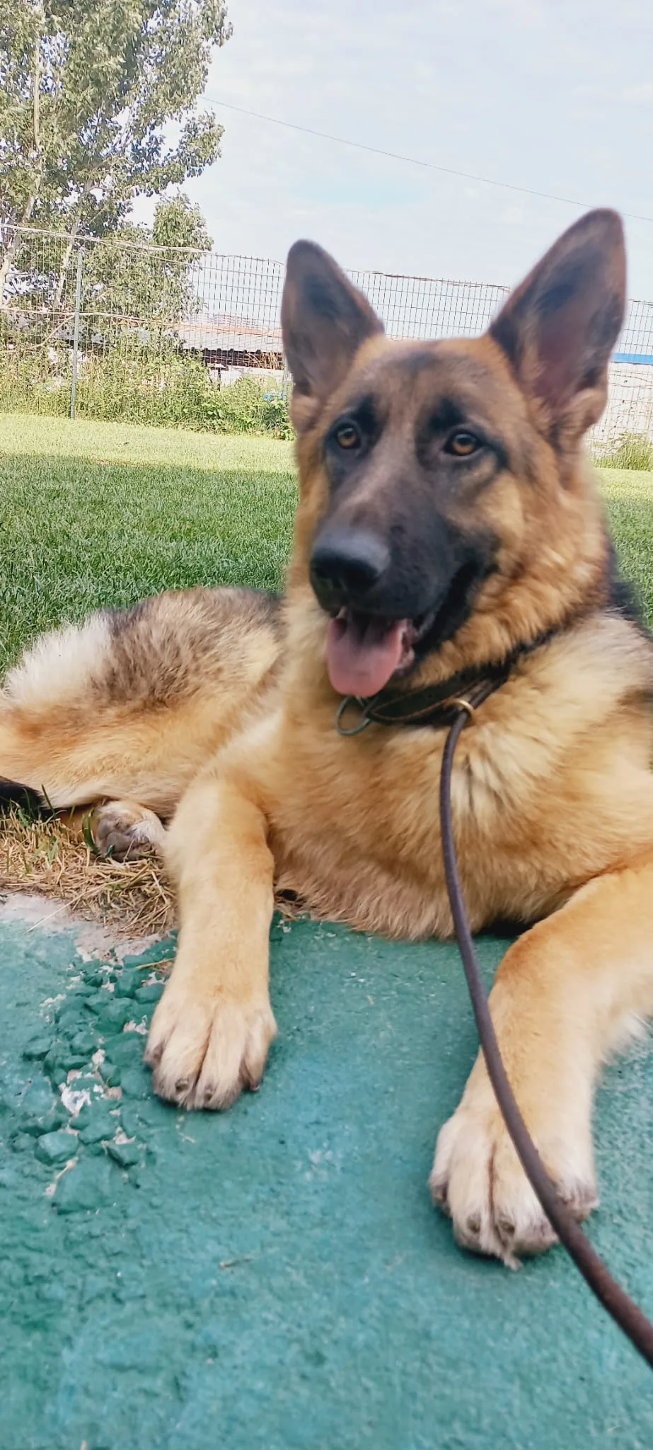 Batıpet Köpek Oteli ve Eğitim Merkezi - Istanbul pet otel
