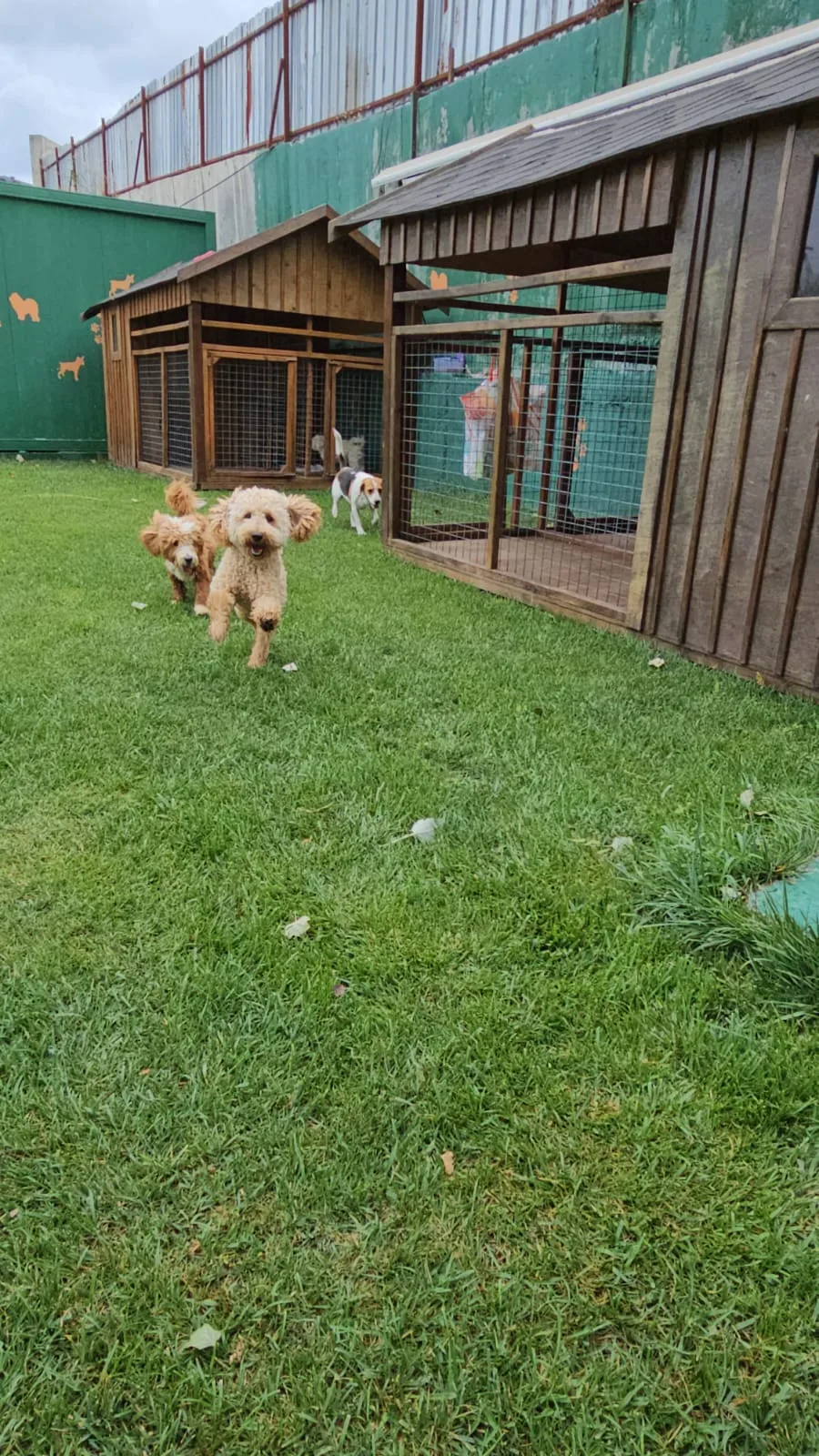 Batıpet Köpek Oteli ve Eğitim Merkezi - Istanbul pet otel görseli 3