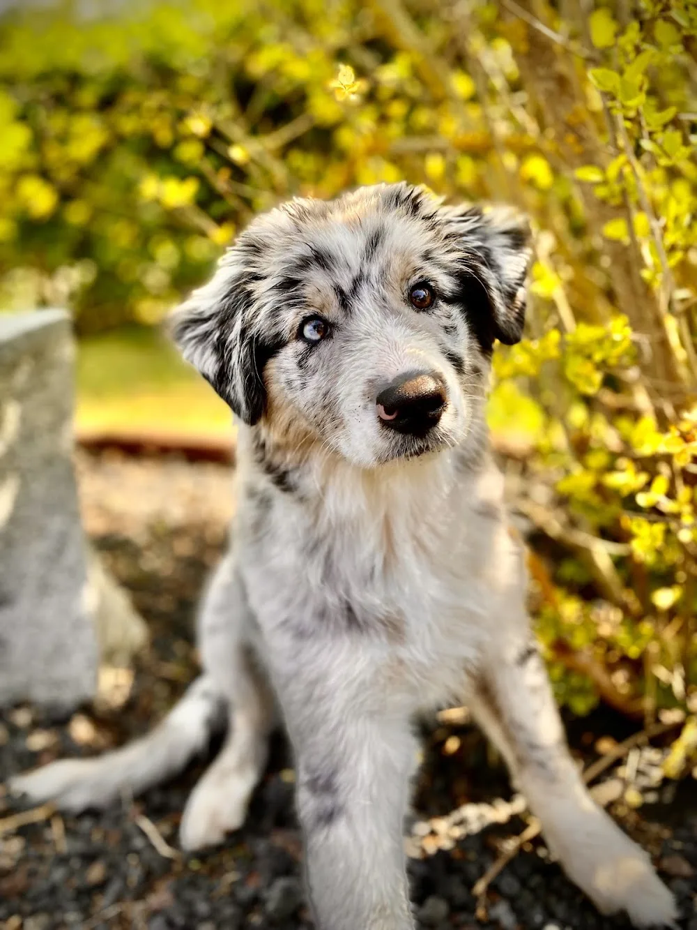 DUFTMARKE - Hundehotel - Bavaria pet otel görseli 3