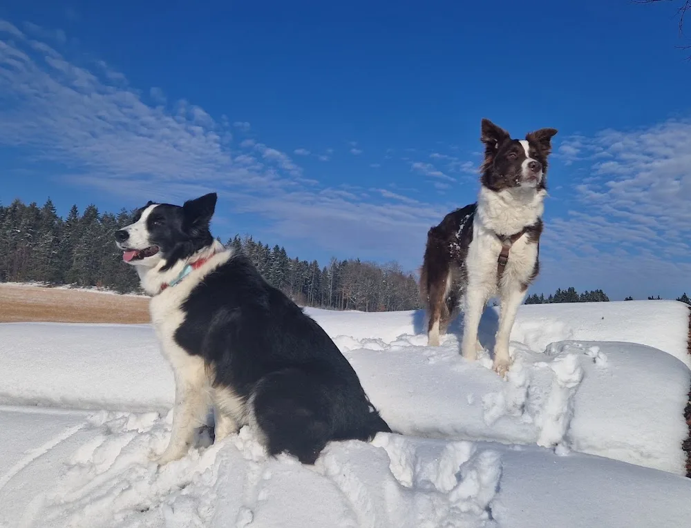Hundepension am Bergershof - Bavaria pet otel görseli 3