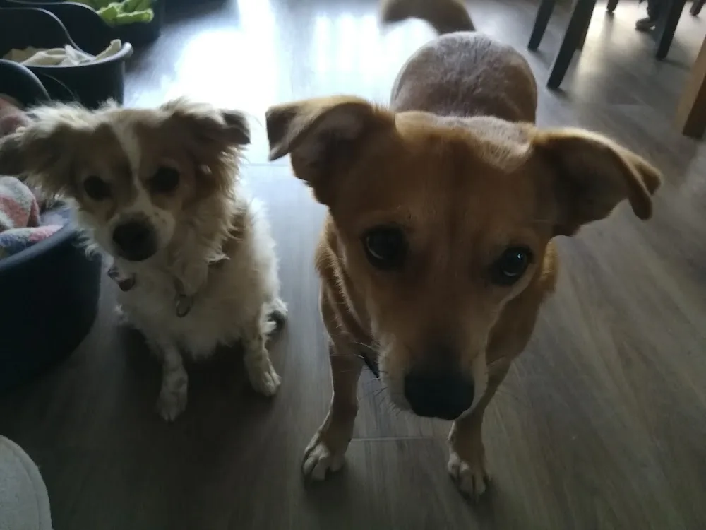 Hundepension Baier - Bavaria pet otel