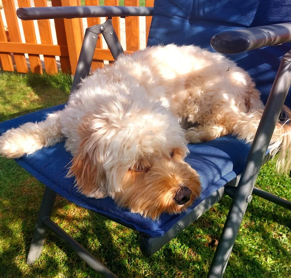 Hundepension Baier - Bavaria pet otel görseli 3