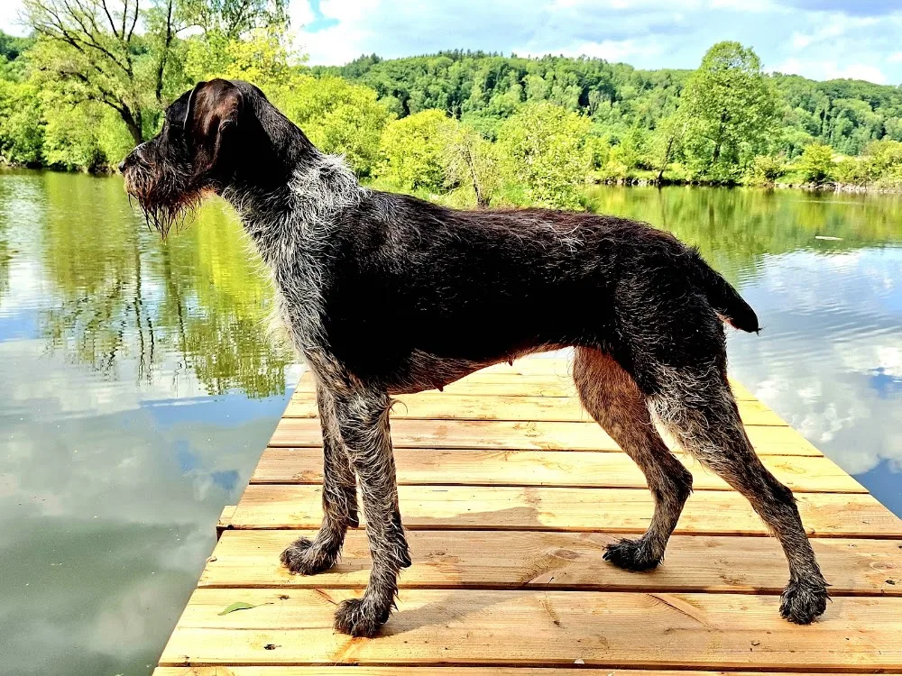 Hundepension Baumann - Bavaria pet otel görseli 3