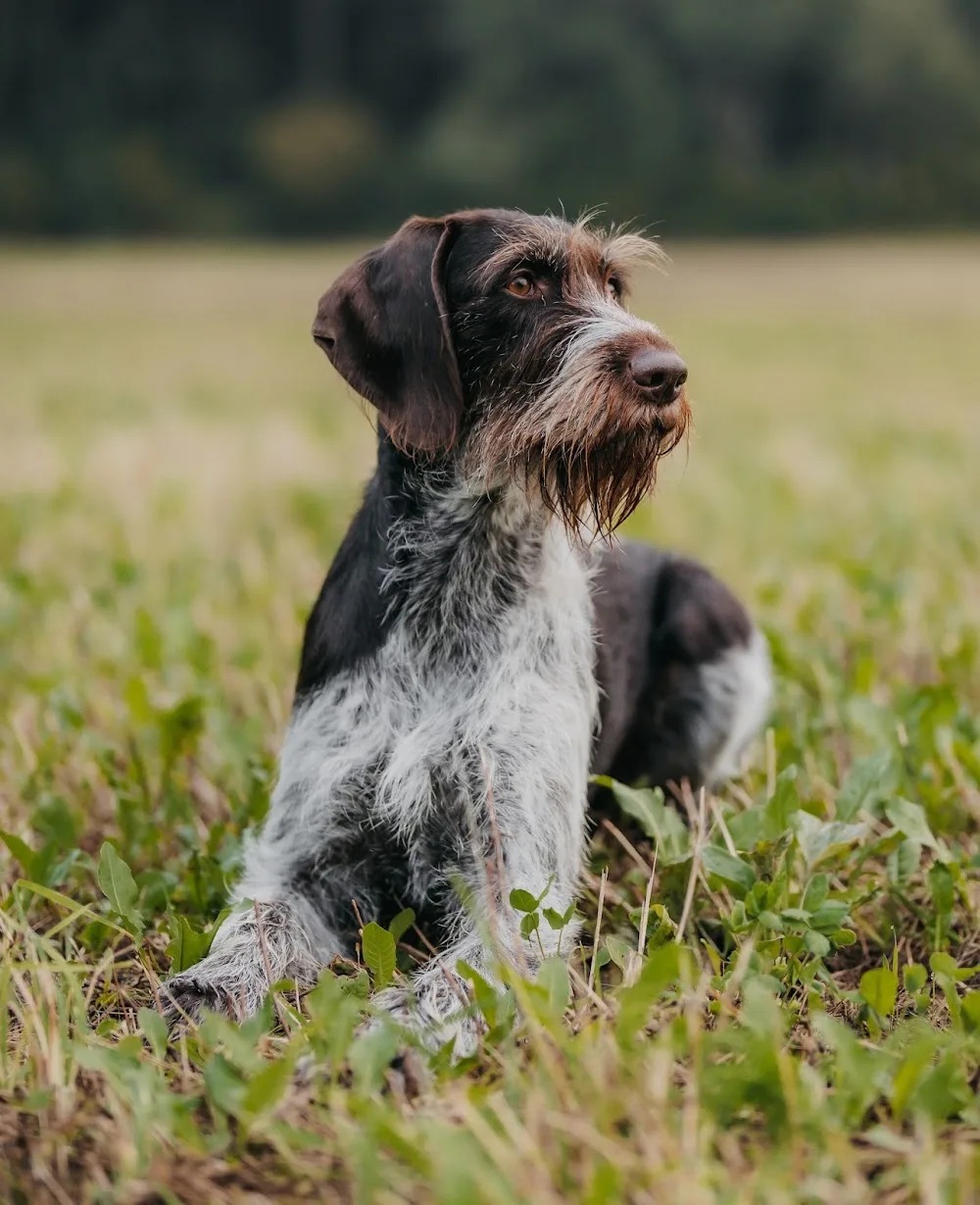Hundepension Baumann - Bavaria pet otel görseli 6