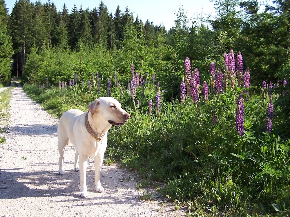 Hundepension "Bezaubernde Jeanie" - Andrea Buschsieweke - Bavaria pet otel