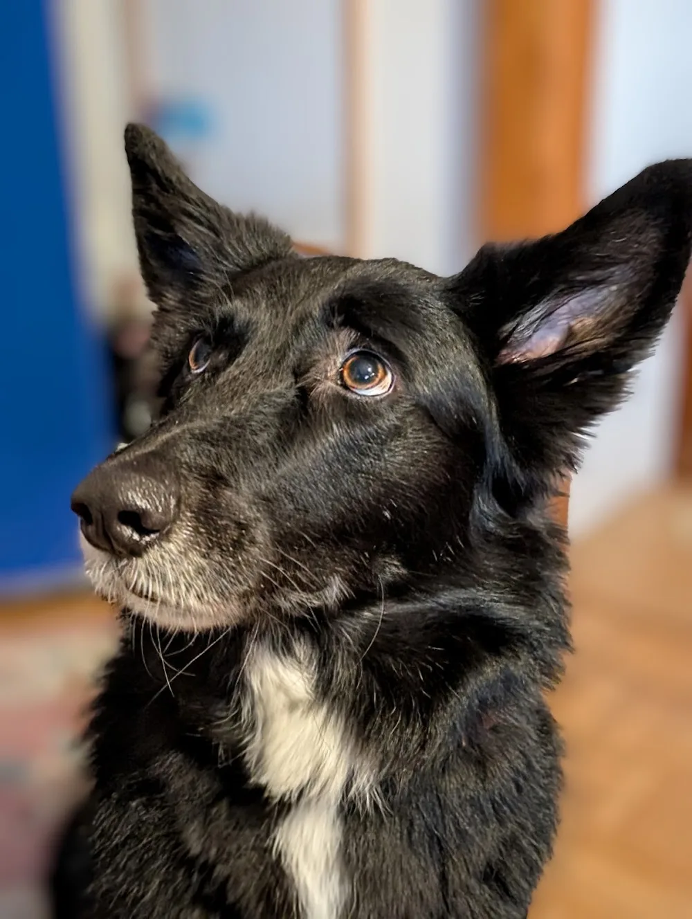 Hundepension "Bezaubernde Jeanie" - Andrea Buschsieweke - Bavaria pet otel görseli 3