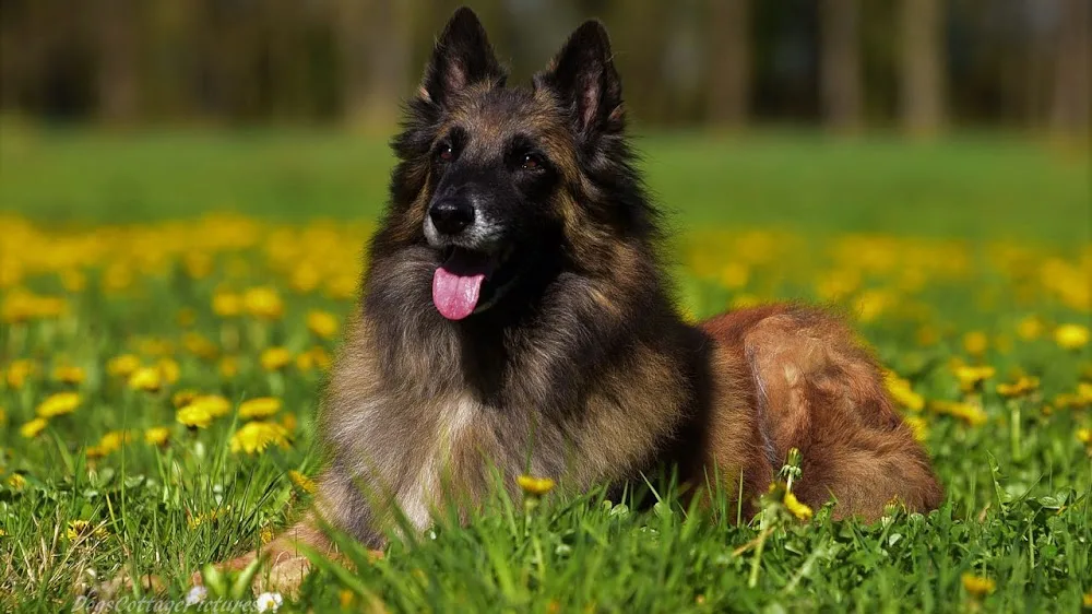 Hundepension | Hundeschule Erasbach | Inh. Manuela Vögerl - Bavaria pet otel