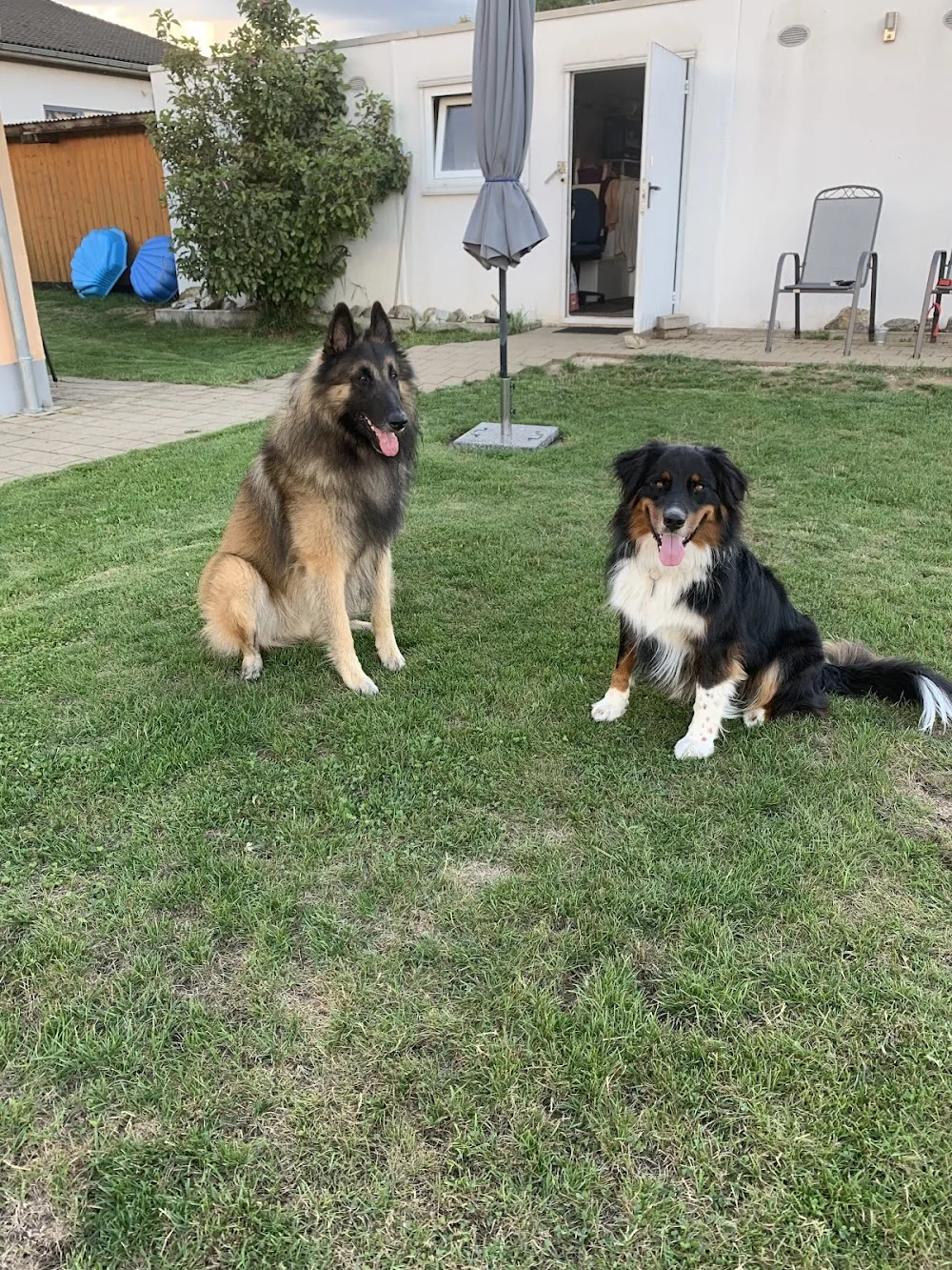 Hundepension | Hundeschule Erasbach | Inh. Manuela Vögerl - Bavaria pet otel görseli 3