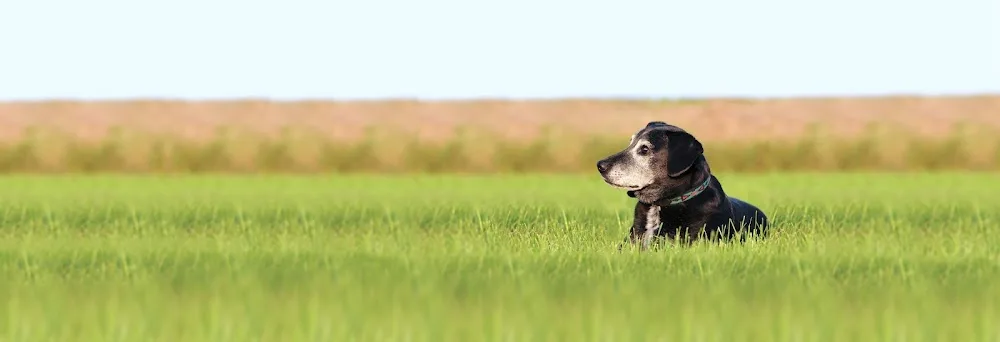 Hundepension Isarwinkel - Bavaria pet otel görseli 2