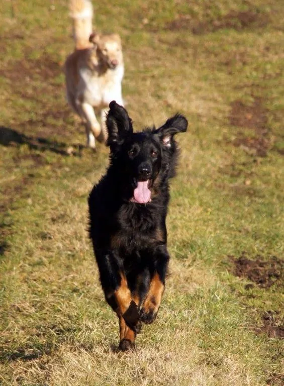 Hundepension Langenaltheim - Bavaria pet otel görseli 3